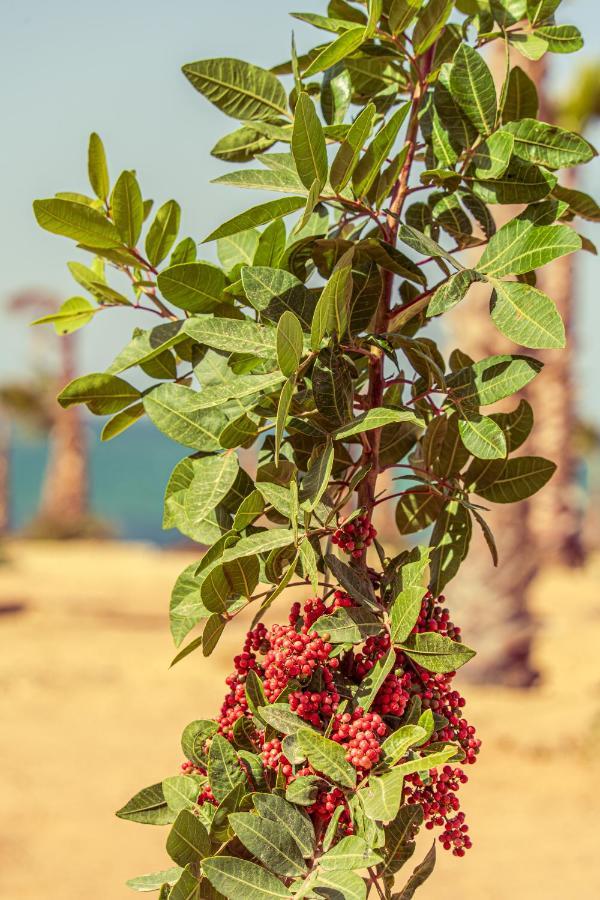 Oasis212 Dakhla Hotell Eksteriør bilde